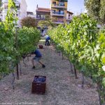 20170921 harvest urban vineyard thess-013