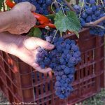 20170921 harvest urban vineyard thess-017