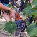 20170921 harvest urban vineyard thess-019