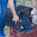 20170921 harvest urban vineyard thess-023
