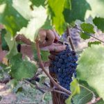 20170921 harvest urban vineyard thess-026