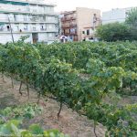 20170921 harvest urban vineyard thess-038