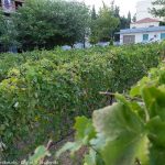 20170921 harvest urban vineyard thess-039