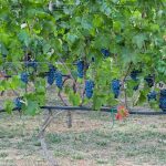 20170921 harvest urban vineyard thess-040
