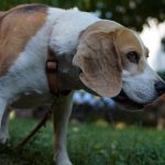 dog-2681194__340