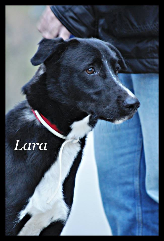 Lara  (941000015779540)