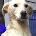 (microchip 932001000638877)