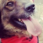 ΦΟΙΒΟΣ profile