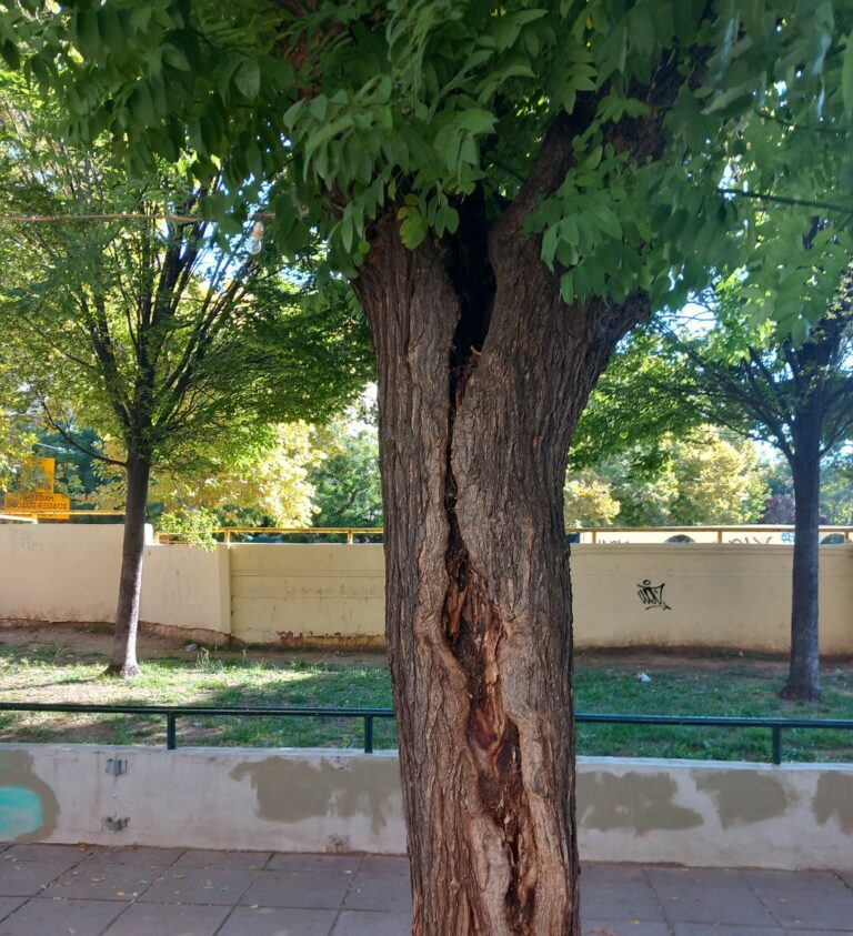Παρεμβάσεις για την αποκατάσταση των προβλημάτων με τα δέντρα της οδού Κρήτης
