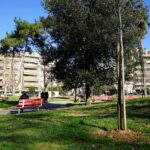 DENDROFYTEYSH KRHTHS (2)