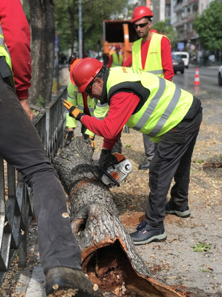 Άρχισε η αντικατάσταση των άρρωστων και επικίνδυνων δέντρων της οδού Τσιμισκή – Φυτεύτηκαν τα πρώτα νέα δέντρα